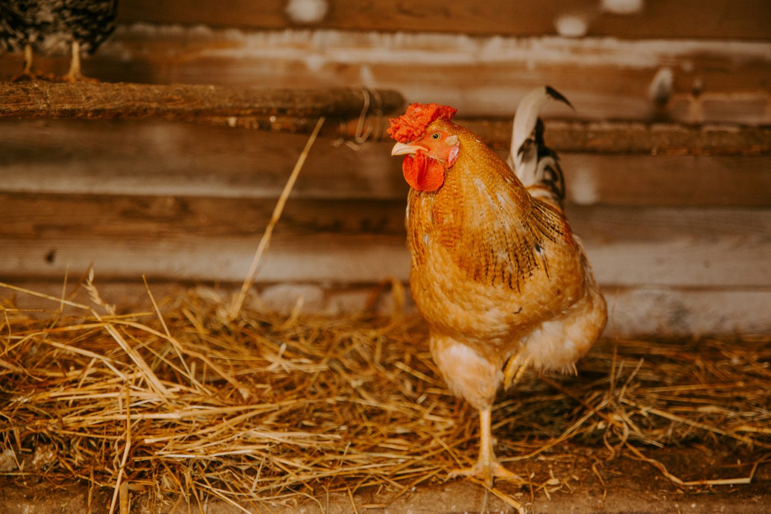 What’s the Best Bedding for Chickens? Backyard Poultry